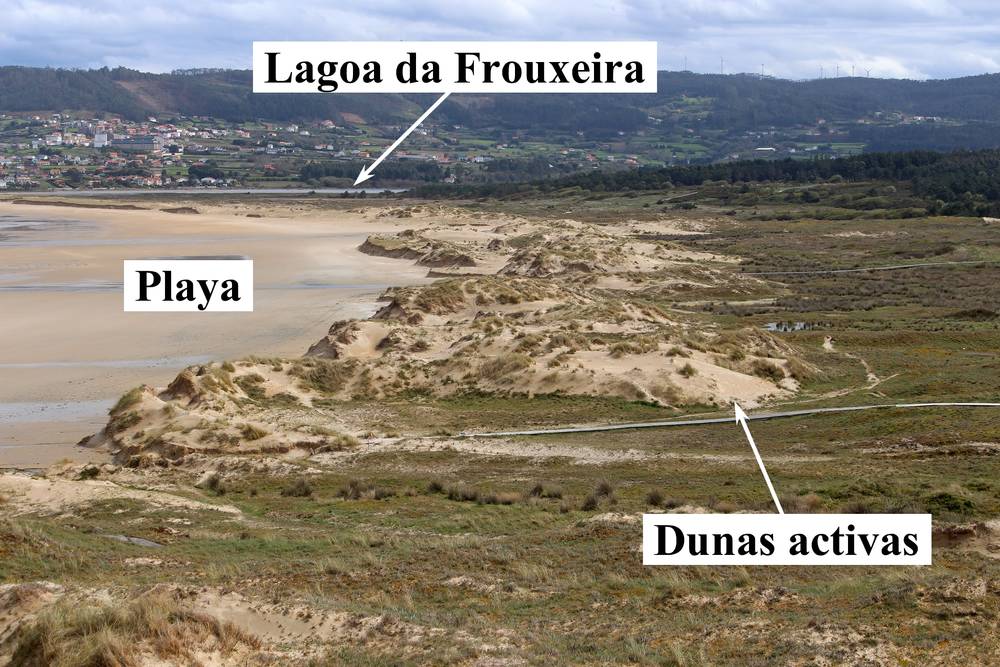 Conjunto de dunas activas en la playa de A Frouxeira. (Autor: Francisco Canosa Martínez, 2018)