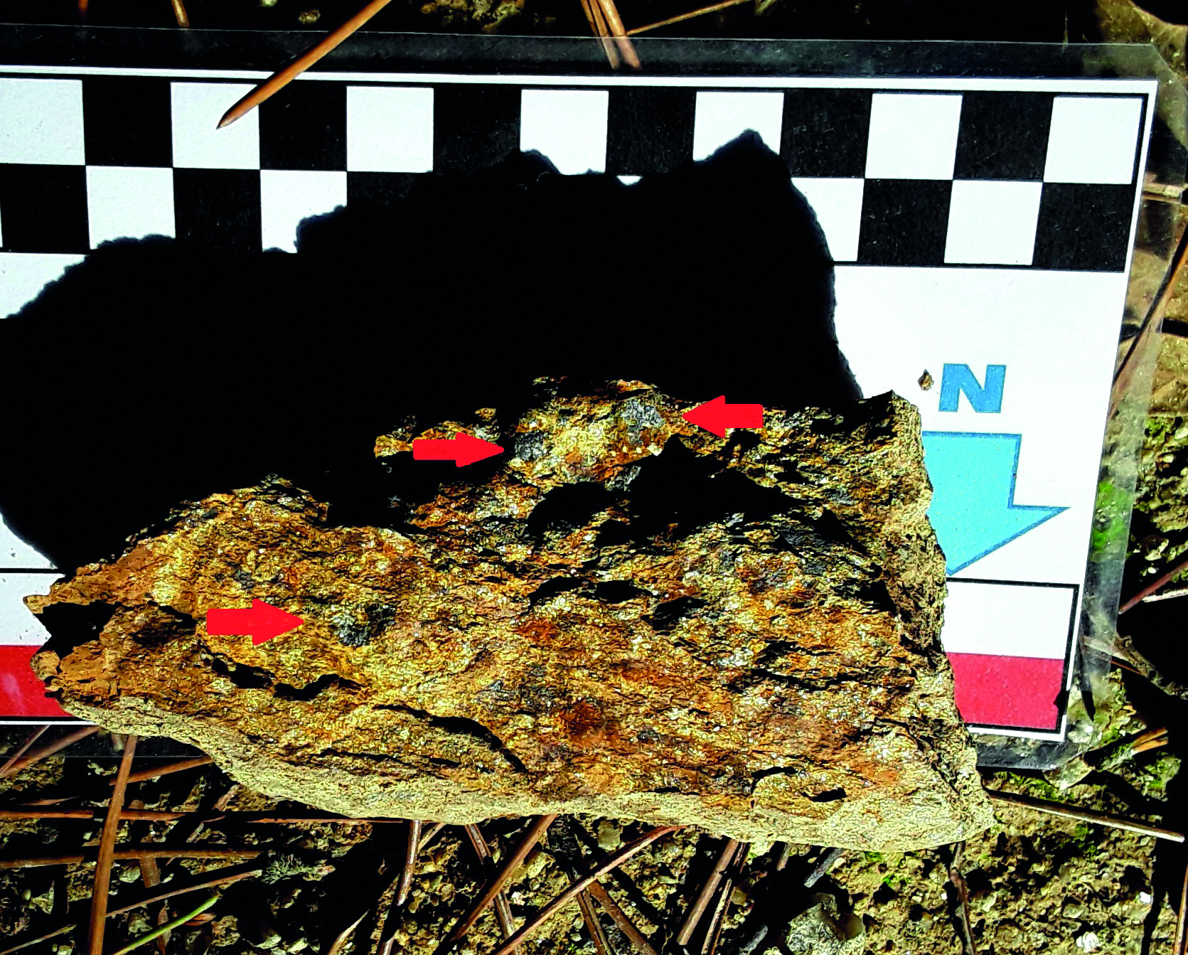 Fragmento de esquisto con algunas andalucitas señaladas con flechas rojas.
